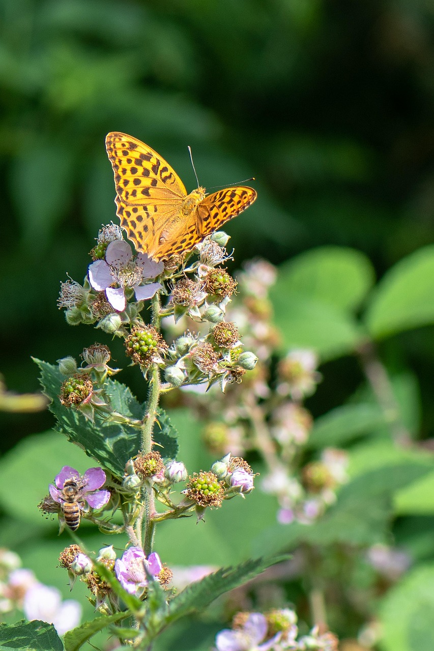 butterfly-4325404_1280